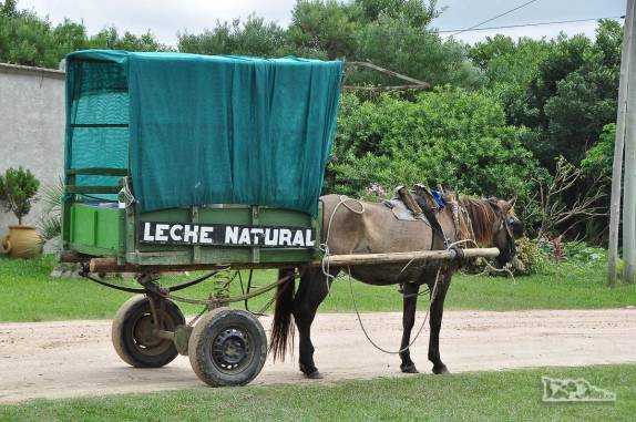 Serviço de entrega de leite em La Esmeralda, ao sul de Punta del Diablo, no litoral do Uruguai